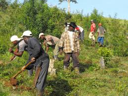 Haitianos trabajando (fuente externa)