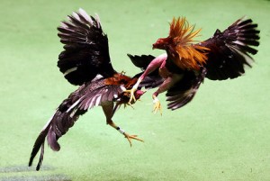 gallos de pelea