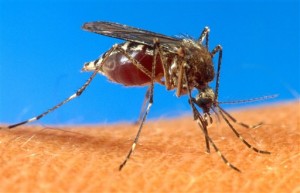 Mosquito (AP)