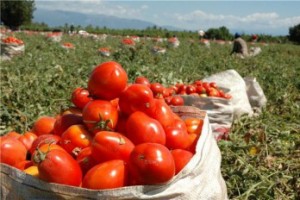 Indrhi garantiza riego para siembra de tomate en Azua