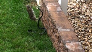 nstinto materno una coneja salvó a su cría de una serpiente