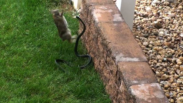 nstinto materno una coneja salvó a su cría de una serpiente
