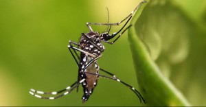 Dengue alcanza cifras record en Brasil