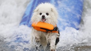 Increíble campeonato de perros surfistas en California1