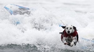 Increíble campeonato de perros surfistas en California3
