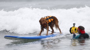 Increíble campeonato de perros surfistas en California4