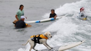 Increíble campeonato de perros surfistas en California6