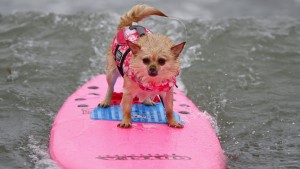 Increíble campeonato de perros surfistas en California7