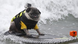 Increíble campeonato de perros surfistas en California8