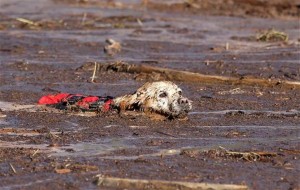 Un perro entrenado en la localización de cadáveres nada entre lodo y escombros durante una búsqueda de víctimas de inundaciones en Hildale, Utah, el jueves 17 de septiembre de 2015.