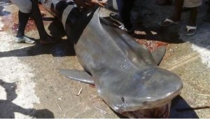 Pescadores atrapan tiburón de mil 900 libras en mar Caribe