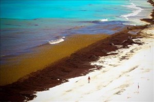 Medio Ambiente aplicará protocolo para recogida de algas afectan playas