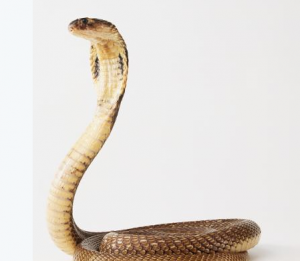 Cobra elvis