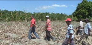 Colapsa producción en proyecto agrícola Finca 3 en Azua