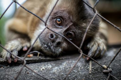 Chile: el drama de un mono abusado que logró superar su adicción al alcohol