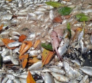 Condiciones ambientales provocaron muerte de cientos de peces Playa de Pedernales
