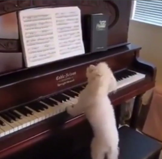 Perrito "maestro"; toca el piano con una gracia muy particular