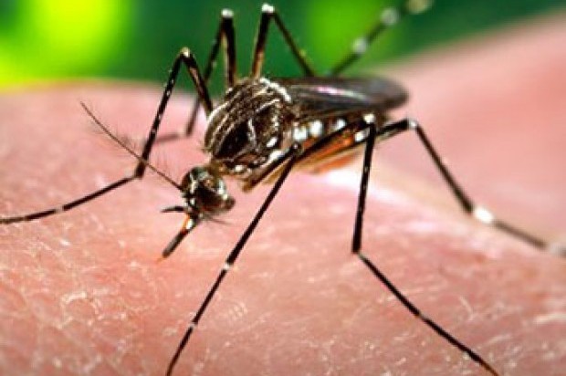 Salud Pública afirma que prepara respuesta contra Zika-virus