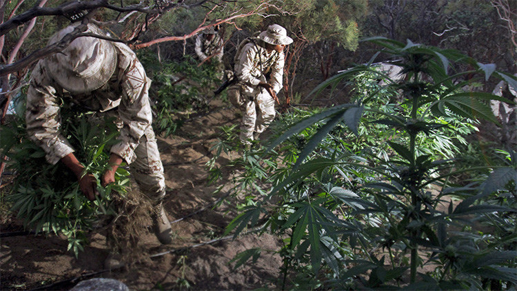 ¿Acabará con el narcotráfico la legalización de la marihuana en México?