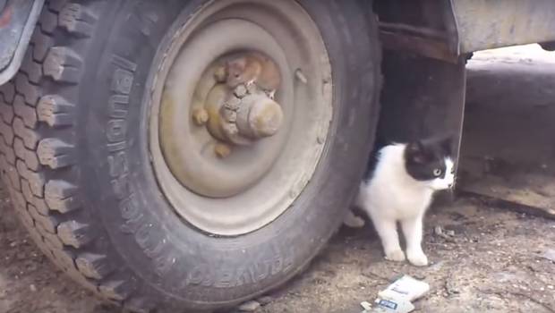 A lo Tom y Jerry: Gato intentando cazar a un ratón es furor en la web