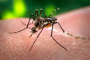 Diagnostican con Zika-virus viajero que visitó Haití