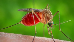 Modifican genéticamente a mosquitos para luchar contra la malaria
