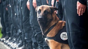 Diesel, el perro héroe que será condecorado por su labor en los atentados de París