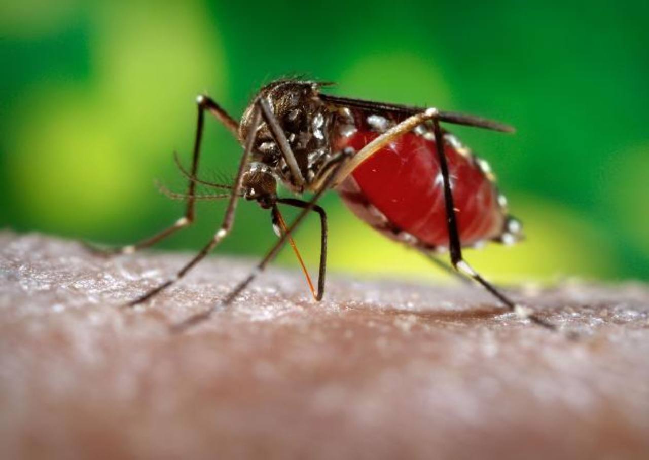 RD en alerta ante posible llegada del Zika-virus