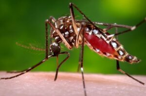 Conoce la situación del zika en Latinoamérica, país por país 
