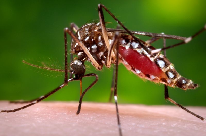 Conoce la situación del zika en Latinoamérica, país por país