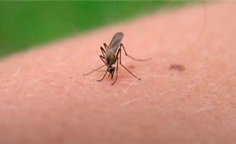 Londres confirma tres casos de Zika en viajeros que retornaron de Suramérica