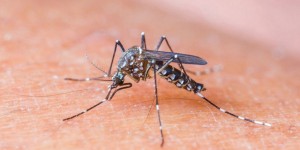 EE.UU emite alerta de viajes a un área de Miami con zika autóctono