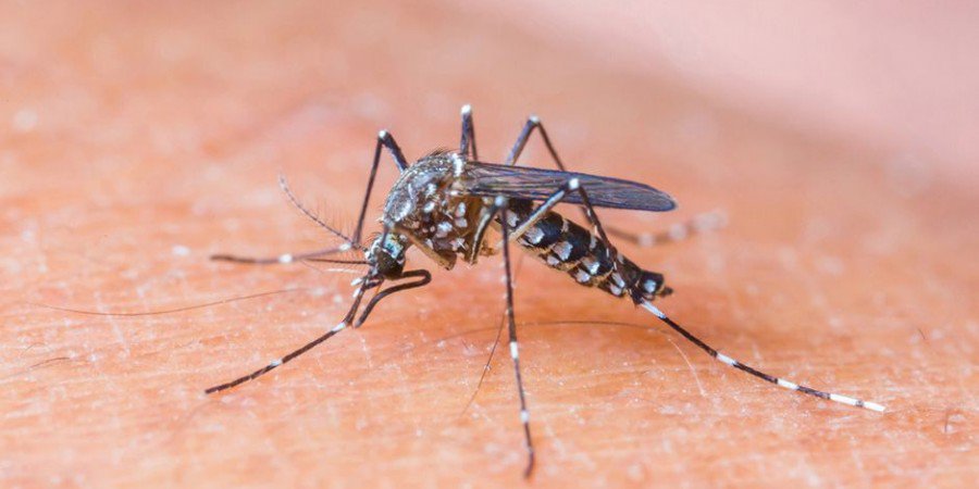 EE.UU emite alerta de viajes a un área de Miami con zika autóctono