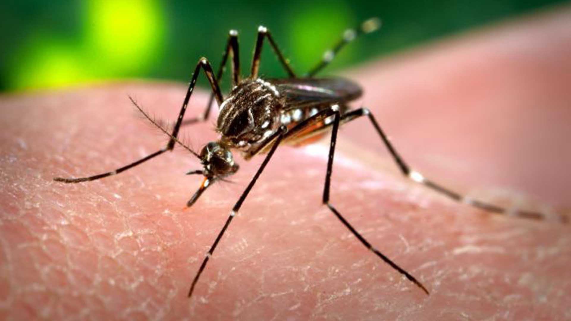 Senado de EE.UU apruebó 1.100 millones de dólares para combatir el zika
