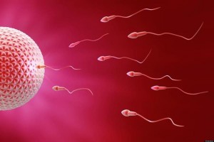 Crean esperma in vitro en ratones, para tratar la infertilidad masculina