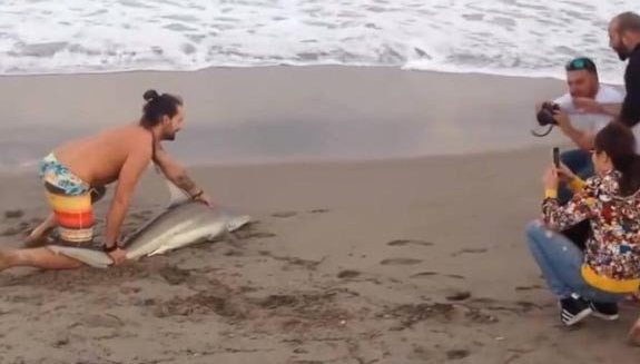 Miami: Hombre saca tiburón del mar para tomarse foto