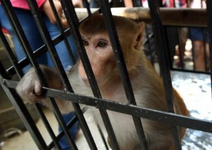 Mono ladrón en India
