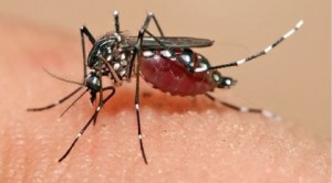 Realizan jornada preventiva contra dengue y virus Zika en Sánchez Ramírez