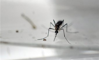 OMS dice contagio del Zika vía sexual era conocido