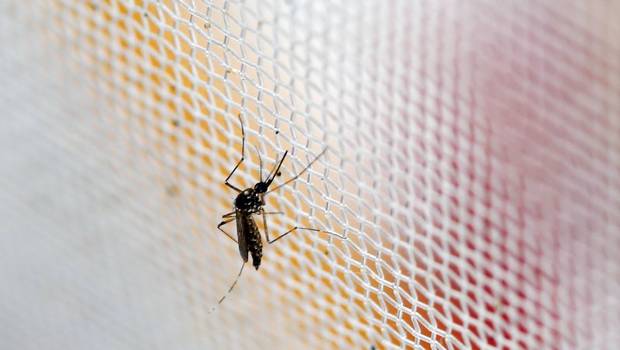 Autoridades reportan 32 nuevos casos de Zika en el país