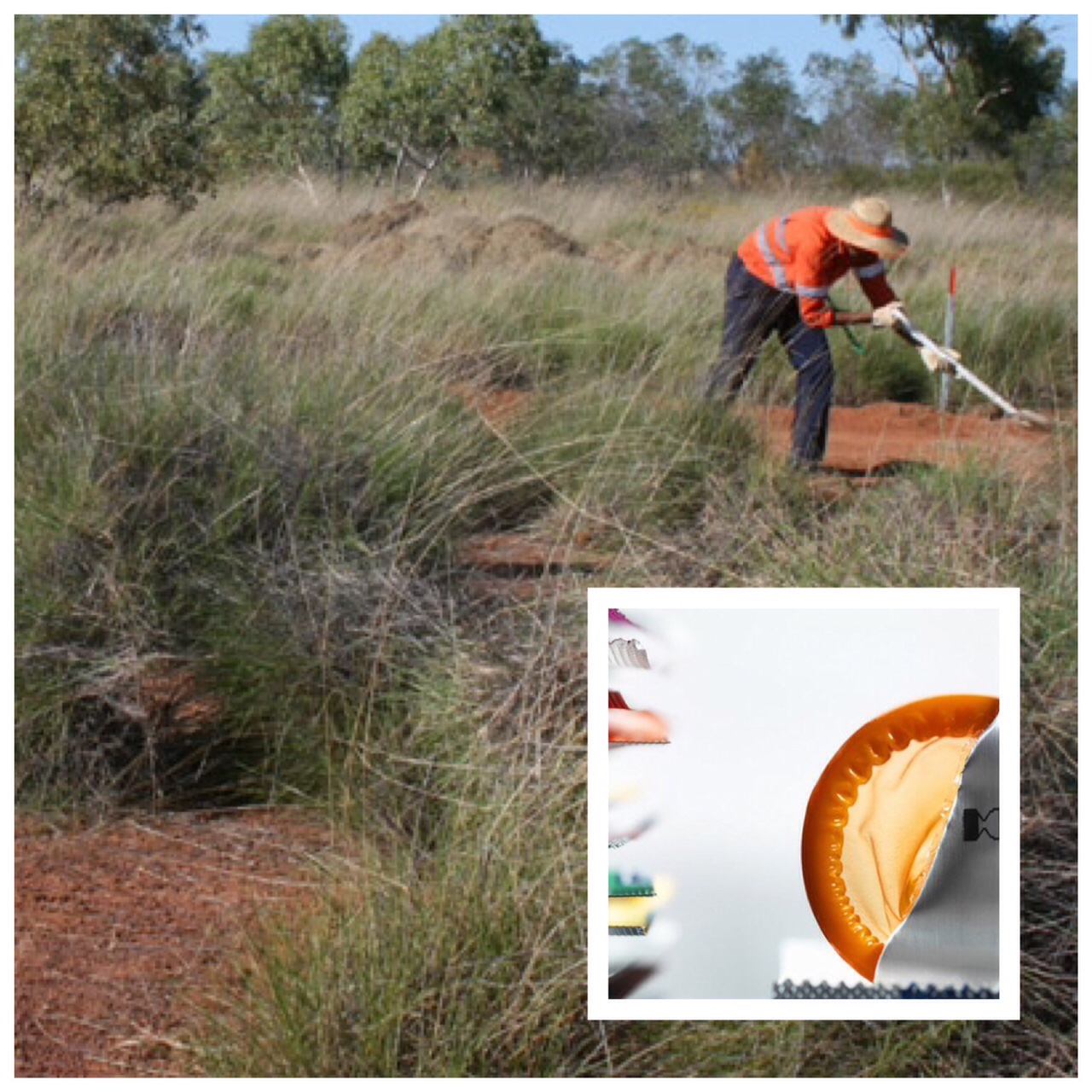 Crean preservativos ultrafinos y resistentes a base de una hierba nativa australiana