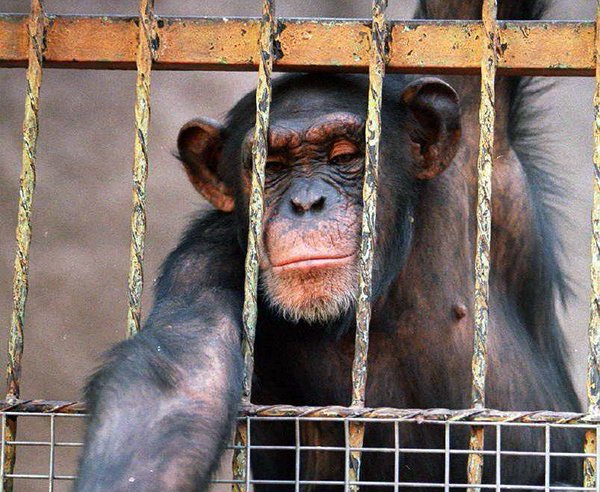 Justicia argentina acepta como "persona no humana" a chimpancé "Cecilia"