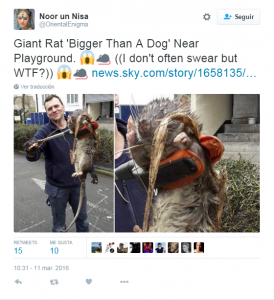 rata gigante