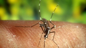 Atletas surcoreanos llevarán ropa antimosquitos a Río 2016 para protegerse del Zika