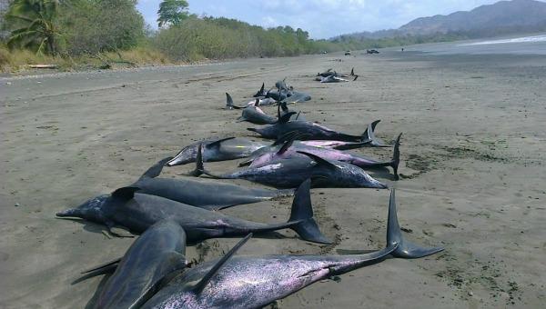Al menos 50 delfines fueron hallados muertos en una playa de Panamá