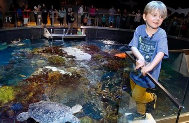 Niño de seis años renuncia a sus regalos de cumpleaños y dona el dinero a las tortugas marinas