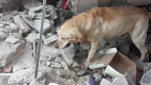 Héroe de cuatro patas: Muere un perro que ayudó a rescatar a sobrevivientes en Ecuador