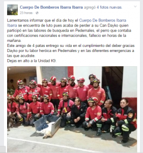 Muere un perro que ayudó a rescatar a sobrevivientes en Ecuador