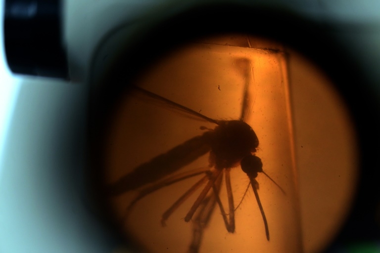 La OMS cree posible aumento significativo de los casos de zika