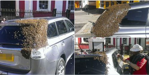 20.000 abejas persiguen un vehículo durante dos días para no abandonar a su reina